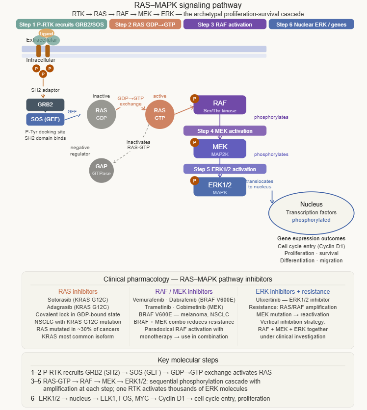 Pharmacodynamics pharmacodynamics